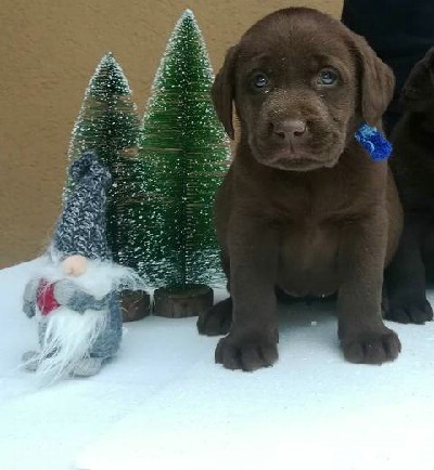 Labrador, okoladni tenci